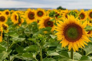 Sunflowers in a field with the sky, Helianthus annuus photo