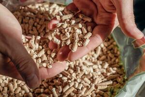 Man holding pellet for stove photo