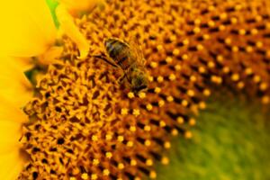 abeja coleccionar polen en girasol, bomba, helianthus annuus foto