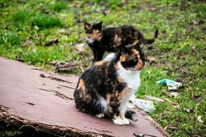 grupo de Doméstico gatos al aire libre, felis catus foto