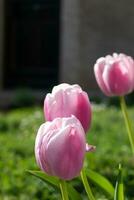 Close up on pink tulips, tulipa photo