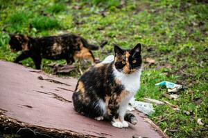 Group of domestic cats outdoors, felis catus photo