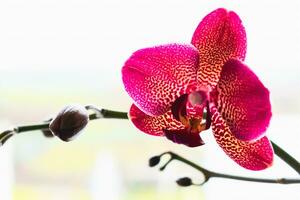 Orchid flower in interior, phalaenopsis photo