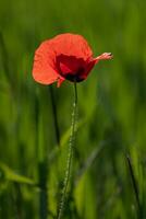 Lonely poppy in a field of green wheat photo