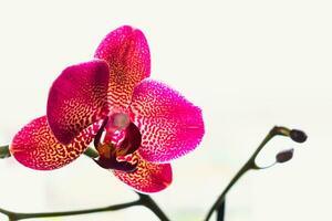 Orchid flower in interior, phalaenopsis photo