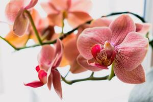 Orchid flower in interior, phalaenopsis photo