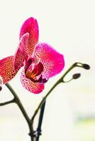 Orchid flower in interior, phalaenopsis photo