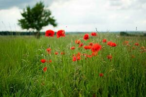 Red poppies in a green field with a tree and a stormy summer sky photo