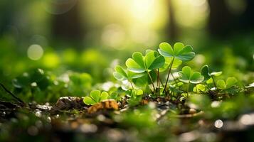 AI generated Clover field, leaves close-up, water drops, bokeh and sunlight in the background. St.Patrick 's Day photo