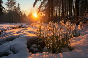 ai generado claro con campanillas en el primavera bosque a puesta de sol foto