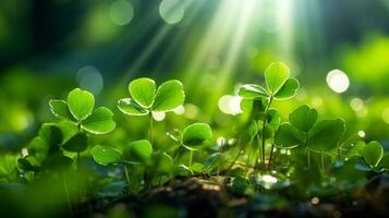 AI generated Clover field, leaves close-up, water drops, bokeh and sunlight in the background. St.Patrick 's Day photo