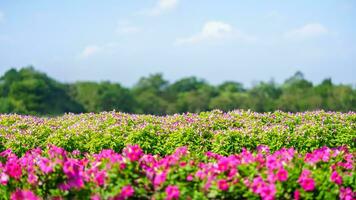 Nature view of pink flower and green leaf with blue sky under sunlight with copy space using as background natural landscape, ecology wallpaper cover page concept. photo