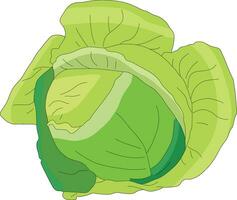 Cabbage vector illustration