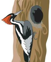 Woodpecker pecking hole in a tree vector