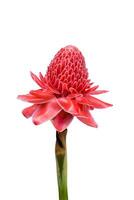 Etlingera elatior flower on white background. photo