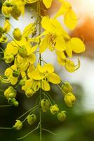 Close up of Fresh gold shower flower. photo