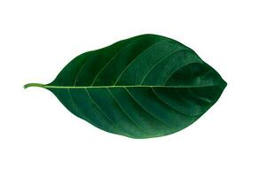 Close up jackfruit leaf on white background. photo