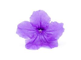 Ruellia tuberosa flower. photo