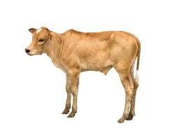 marrón vaca en pie en blanco antecedentes foto