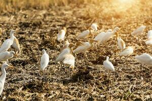 bandadas de garza aves en el campo foto