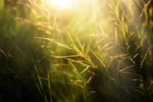 Flower grass with sunlight. photo
