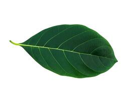 Artocarpus heterophyllus leaf photo