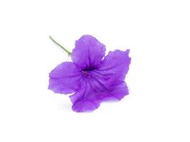 ruellia tuberosa flor. foto