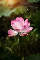 rosado loto flor son floreciente foto