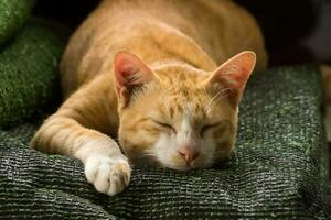 Yellow cat are sleeping photo