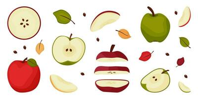 Set of whole, pieces half apples in cartoon style isolated on white background. vector