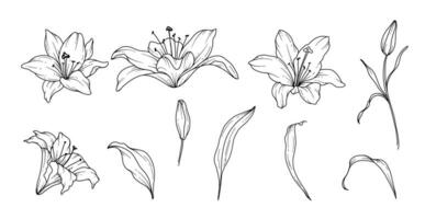 Lily Line Drawing. Black and white Floral Bouquets. Flower Coloring Page. Floral Line Art. Fine Line Lilies illustration. Hand Drawn flowers. Botanical Coloring. Wedding invitation flowers vector