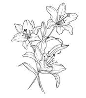 Lily Line Drawing. Black and white Floral Bouquets. Flower Coloring Page. Floral Line Art. Fine Line Lilies illustration. Hand Drawn flowers. Botanical Coloring. Wedding invitation flowers vector