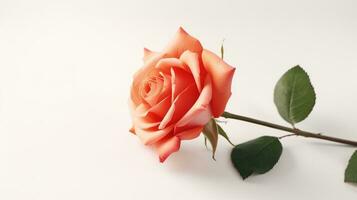 AI generated Rose on White Background with Copy Space. Presentation, Wallpaper, Love, Valentine, Flower photo