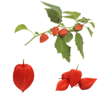 Chinese Lantern Plant Flowers Group png