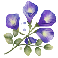 farfalla pisello fiore acquerello isolato png