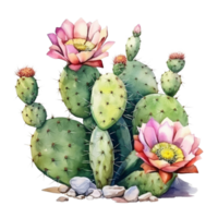 ai generado cactus flores y cactus plantas con flores en transparente antecedentes png