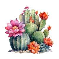 AI generated cactus flowers and cactus plants with flowers on transparent background png