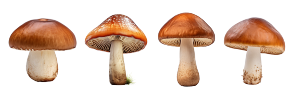 AI generated mushrooms png transparent background