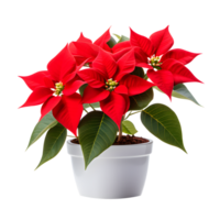 AI generated Poinsettia Flower in Pot Isolated on Transparent Background png