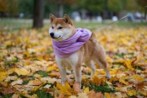 Shiba Inu walks with his owner in the park in autumn photo