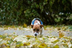 Jack Russell para un caminar en el parque foto