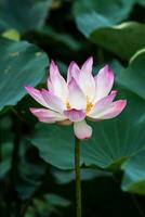 pink lotus flower are blooming photo