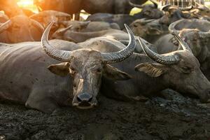 Asian buffalo in golden hour before sleeping. photo