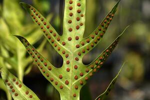 Fern leaves with spores under the leaves. photo