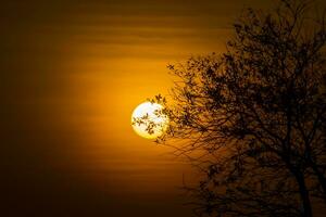 The silhouette of a tree in a lake photo