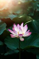 pink lotus flower are blooming photo