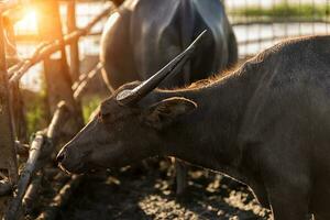 Asian buffalo in golden hour before sleeping. photo