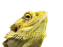 Close-up image of Bearded Dragon looking photo