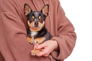 Chihuahua in the arms of its owner. An adult mini breed dog. A pet, an animal and a person. photo