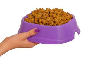 Pet food in a purple bowl. Dry food for dogs or cats is held by a human hand isolated on white. photo